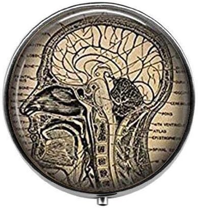 אנטומי מוח-אדם מוח האנטומיה גלולת תיבת-נוירולוג רפואי תלמיד גלולת תיבת - זכוכית סוכריות תיבה